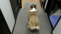 200w.gif