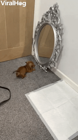 Puppy Bruce Seeing Himself In A Mirror For The First Time GIF by ViralHog