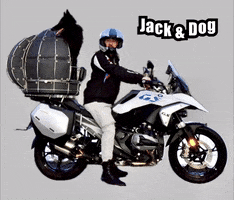 Jackdog GIF