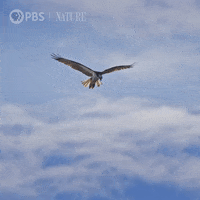Flying Wild Animals GIF by Nature on PBS
