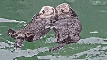 Marine Mammal Rescue GIF