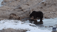 Wolf Shows Playful Interest in Grizzly Bear's Meal