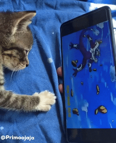 Kitty Kitten GIF