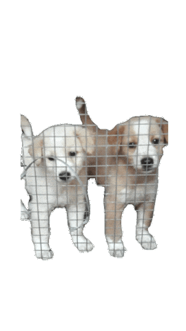 Dog Sticker