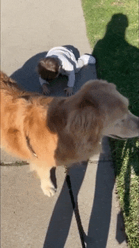 dog shitting gif