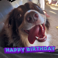 Funny Happy Birthday Gifs - Share With Friends  Funny happy birthday gif, Happy  birthday dog, Happy birthday funny