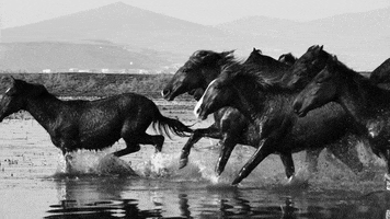 Black And White Horse GIF by Tears For Fears