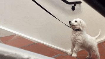 dog stairs GIF by Curvature