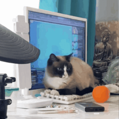 Cat GIF
