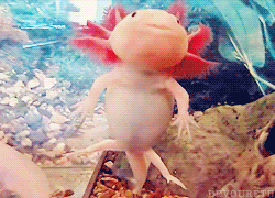 New For Cute Smiling Transparent Gif Axolotl Lee Dii