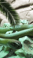 green mamba animation GIF