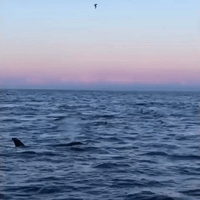 Bob n' Wave: Orcas Bob Up and Down in Norwegian Waters