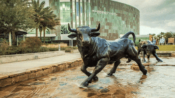 bulls usf GIF by University of South Florida