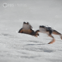 Pbs Nature Frog GIF by Nature on PBS