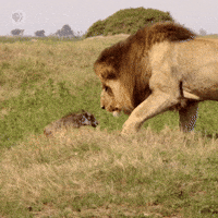 https://media1.giphy.com/media/iFgSPVQkL6BiP4AKit/200w.gif?cid=6c09b952a08mcexebwhh46pekiujgr4i59mk53aojy8hj3il&rid=200w.gif&ct=g