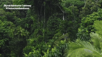 World Heritage Australia GIF by Skyrail Rainforest Cableway