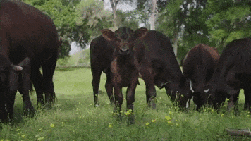 vegan cows GIF by Mercy For Animals