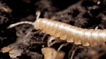 beetle deep look GIF by PBS Digital Studios
