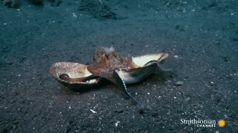 Shellfish Gif Cephalopods, Crustaceans, & Other Shellfish by Oceana | GIPHY