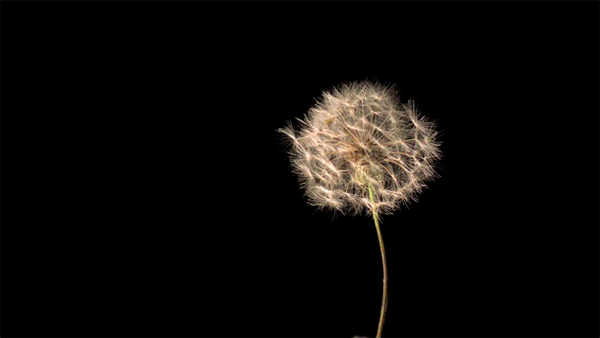 Image result for dandelion animated gif