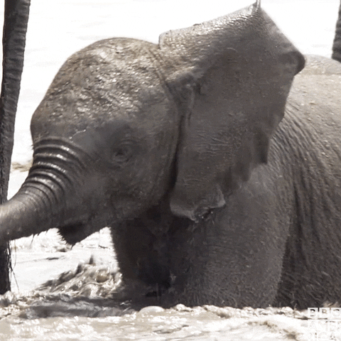 Natures Great Events Elephant GIF by BBC America