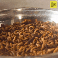 Bugs Insects GIF by 60 Second Docs