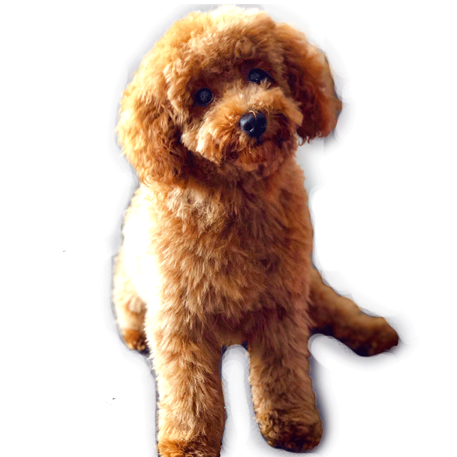 Toy Poodle Dog Sticker by narfsounds for iOS & Android GIPHY