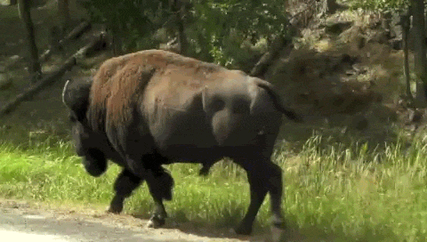 Buffalo GIFs - Find & Share on GIPHY