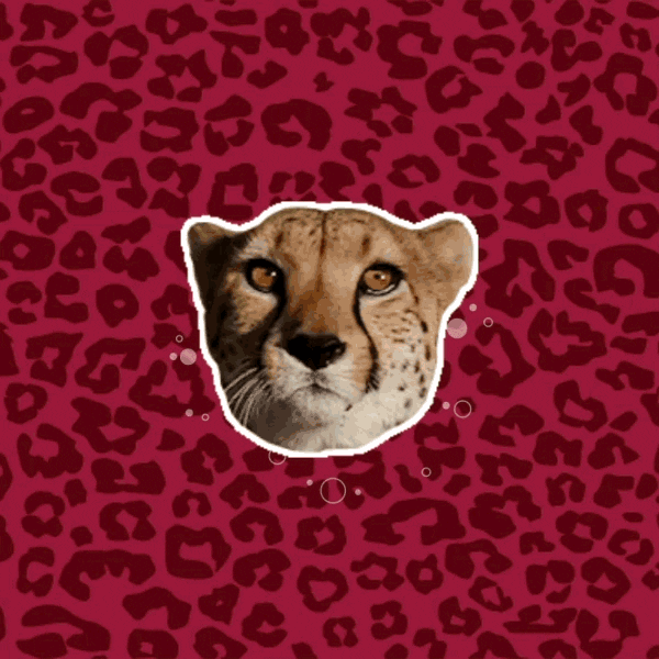 Big Cat Topochico GIF by Topo Turnt