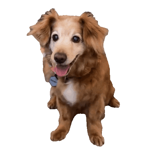 Golden Retriever Dog Sticker by The Creative Inka