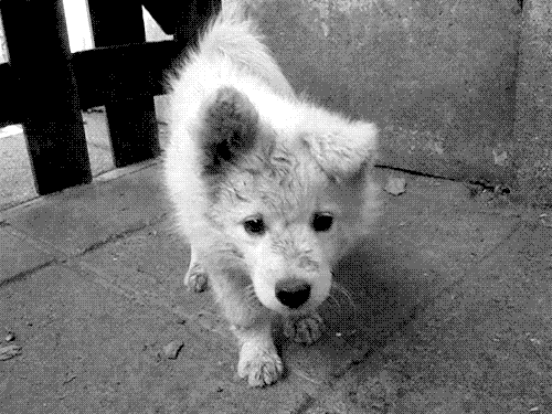 ❤️ How To Rescue Proof Your Home ❤️