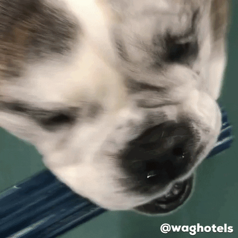 waghotels nah doggo bulldog pup GIF