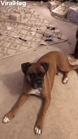 Boxers Break Into Christmas Gifts GIF by ViralHog