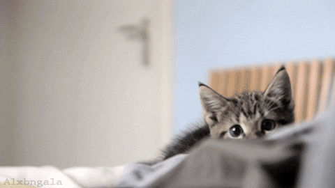 giphy.gif?cid=790b7611148b53f9a686eb49f9