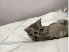 Cat GIF