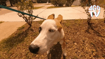 Whats Up Dog GIF by 4GQTV