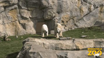 Bear GIF by Brookfield Zoo