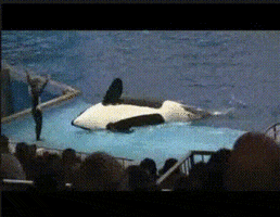 killer whale animals being dicks GIF