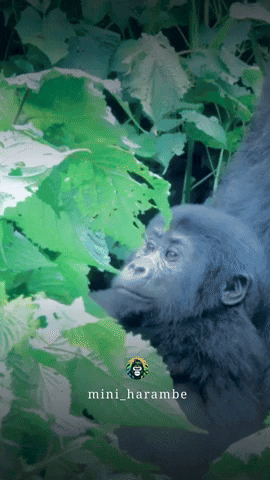 Mhb GIF