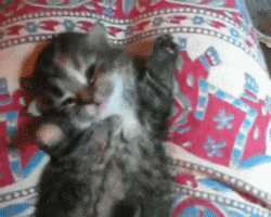 Video gif. A tiny sleepy kitten lying on its back raises its arms and yawns.