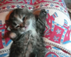 Tired Cat GIF - Find & Share on GIPHY