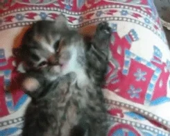 Tired Cat GIF