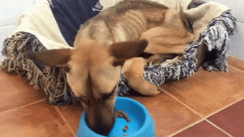 benitabodoque7gmailcom  GIF