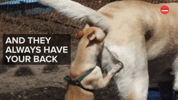 Best Friends Funny Animals GIF by BuzzFeed
