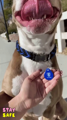 Dog GIF