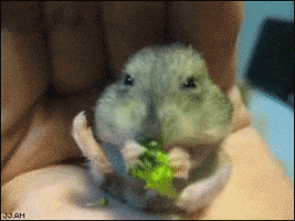 humor lol GIF