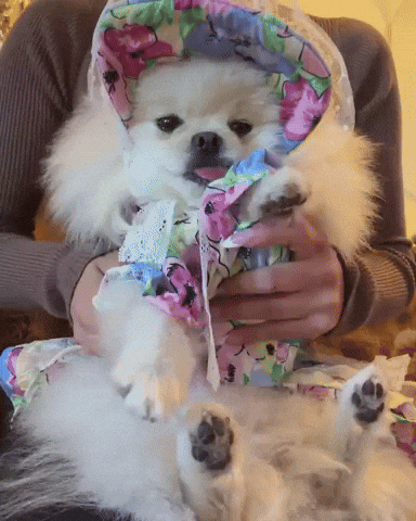 Dance Funny White Pomeranian GIF