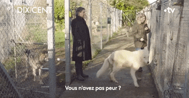 Scared Dog GIF by France tv