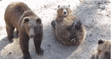 Wildlife gif. A group of three brown bears relax together. One bear in the middle rolls on their back and seems to wave a paw in greeting. 