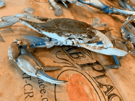 Blue Crab GIF by The Crab Place